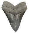 Huge, Fossil Megalodon Tooth #51005-1